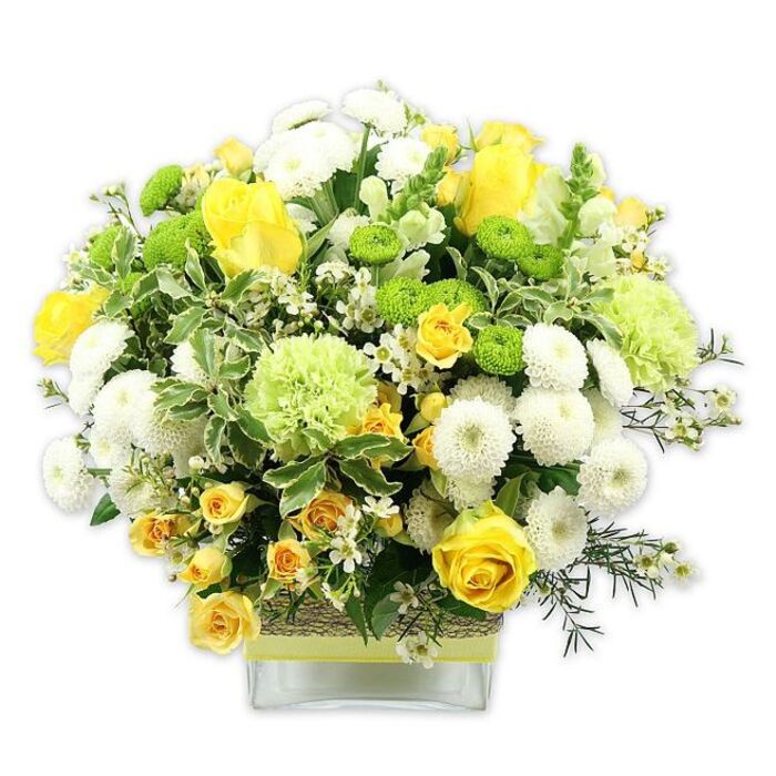 A vibrant dome of yellow, white, and green blooms rises from a modern square glass vase, photographed against a pure white background that makes the colours glow as if lit by gentle morning light. The arrangement is composed with the care of an experienced Mitcham florist, featuring velvety yellow roses at various stages of bloom: some wide open with spiralling centres, others in firm buds that promise to unfurl. Around them, smaller yellow spray roses are threaded through the design, their multiple tiny blossoms clustered tightly to create a sense of fullness and movement. White pompom chrysanthemums, spherical and densely petaled, form soft, cushiony shapes that provide a serene counterpoint to the bright yellows. Scattered among them are vivid lime green button chrysanthemums, each blossom a small rounded button of colour, and larger, softly ruffled pale-green blooms reminiscent of specialty green carnations or mums. The flowers are supported by an abundance of green foliage-broad, variegated leaves edged with creamy white, mixed with darker, slender leaves and fine filler greenery that create depth and a natural, garden-like texture, not unlike the layered greenery you might see along the paths of Mitcham Common. Tiny white filler flowers flicker through the bouquet like stars, enhancing its intricacy. The clear vase allows the stems to be seen and is cinched at its middle with a rustic, textured wrap of natural fibre, topped with a bright lime green ribbon that runs neatly around the glass. The entire composition feels joyful yet refined, perfect for marking a birthday, offering congratulations on a new home in Mitcham, or bringing an uplifting touch of springtime to a dining table or office reception.