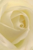 Being drawn into the centre of this cream-white rose is like stepping into the peaceful embrace of Mitcham's green spaces-each petal spins gently outward, inviting the imagination to experience their delicate, dew-kissed texture. The close-up perspective accentuates the luminous interplay of ivory and pale gold, with faint shadows curling between petals to create a sense of deep tranquility. There is a serene atmosphere reminiscent of a still morning beside Mitcham's ponds, where nature offers both comfort and reflection. This rose, crafted with care and artistry by the hands at Mitcham Florist, becomes more than just a bloom-it is a message of respect and sympathy, a token for marking fresh starts or commemorating cherished memories. The understated fragrance that seems to linger in the air tells of gentle kindness, while the flawless spiral and perfect arrangement of the petals pay tribute to both nature's wisdom and the florist's thoughtful touch. This image directly captures not only the flower's visual essence, but also the deep emotion woven into every meaningful floral arrangement delivered throughout Mitcham.